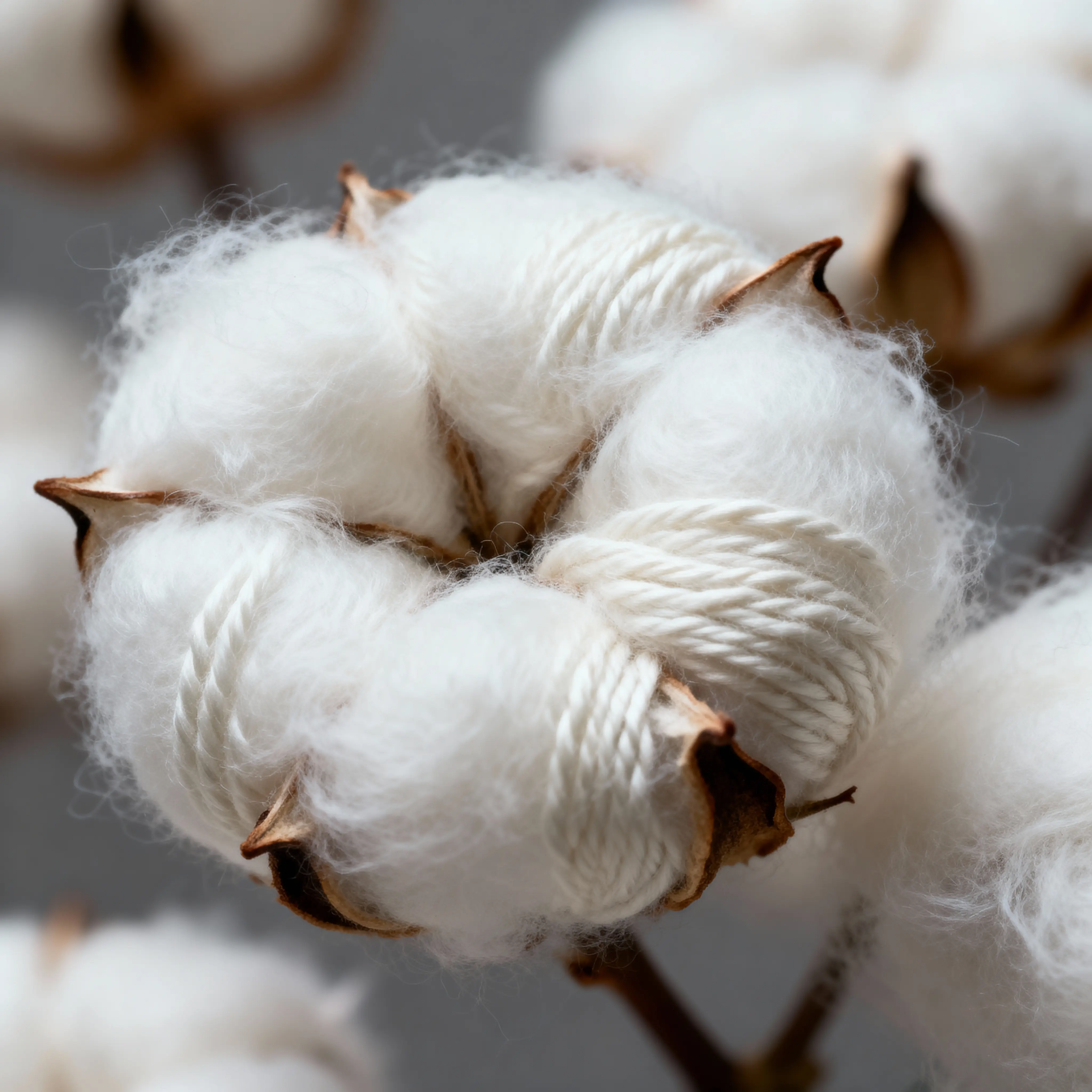 Aegean cotton under the microscope: why it drapes the way it does